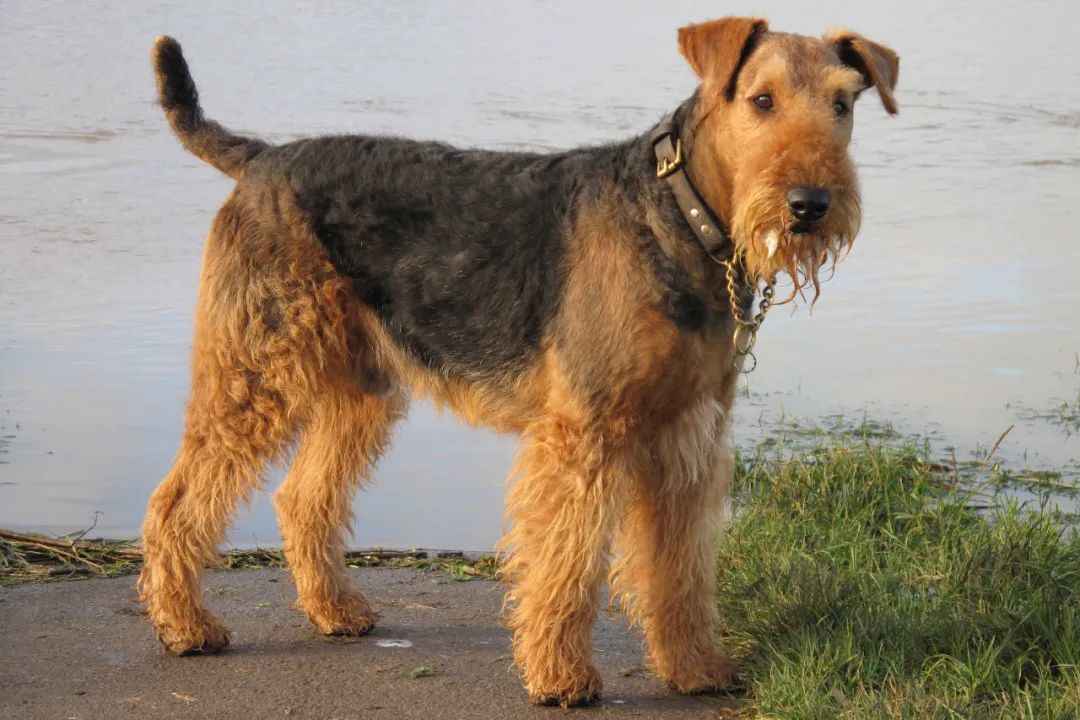 Airedale Terrier: The 'King of Terriers' from Yorkshire's Riverbanks to Global Stardom