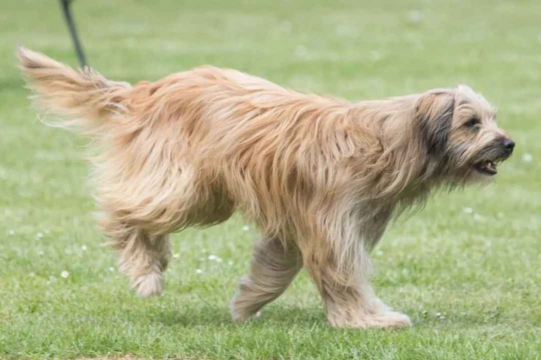Pyrenean Shepherd: The Agile Herder of the Pyrenees Mountains